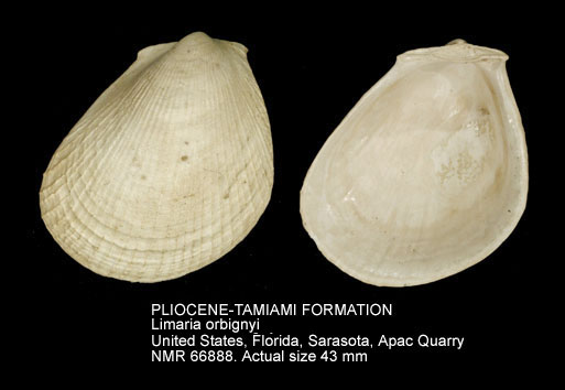 PLIOCENE-TAMIAMI FORMATION Lamaria orbignyi.jpg - PLIOCENE-TAMIAMI FORMATION Limaria orbignyi (Lamy,1930)